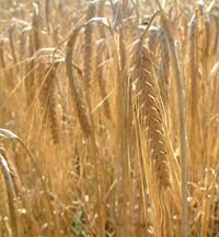 Some barley in a field, ready for harvest