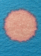 Blue cobalt(II) chloride paper with pink spot showing positive test for water